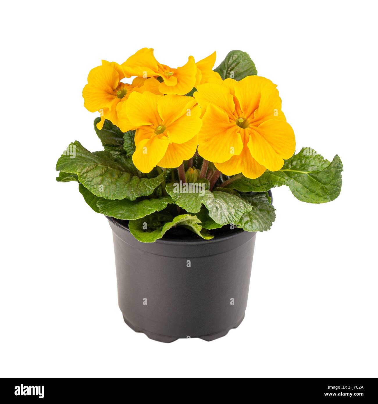 Yellow primrose or primula vulgaris in flower pot isolated on white background Stock Photo