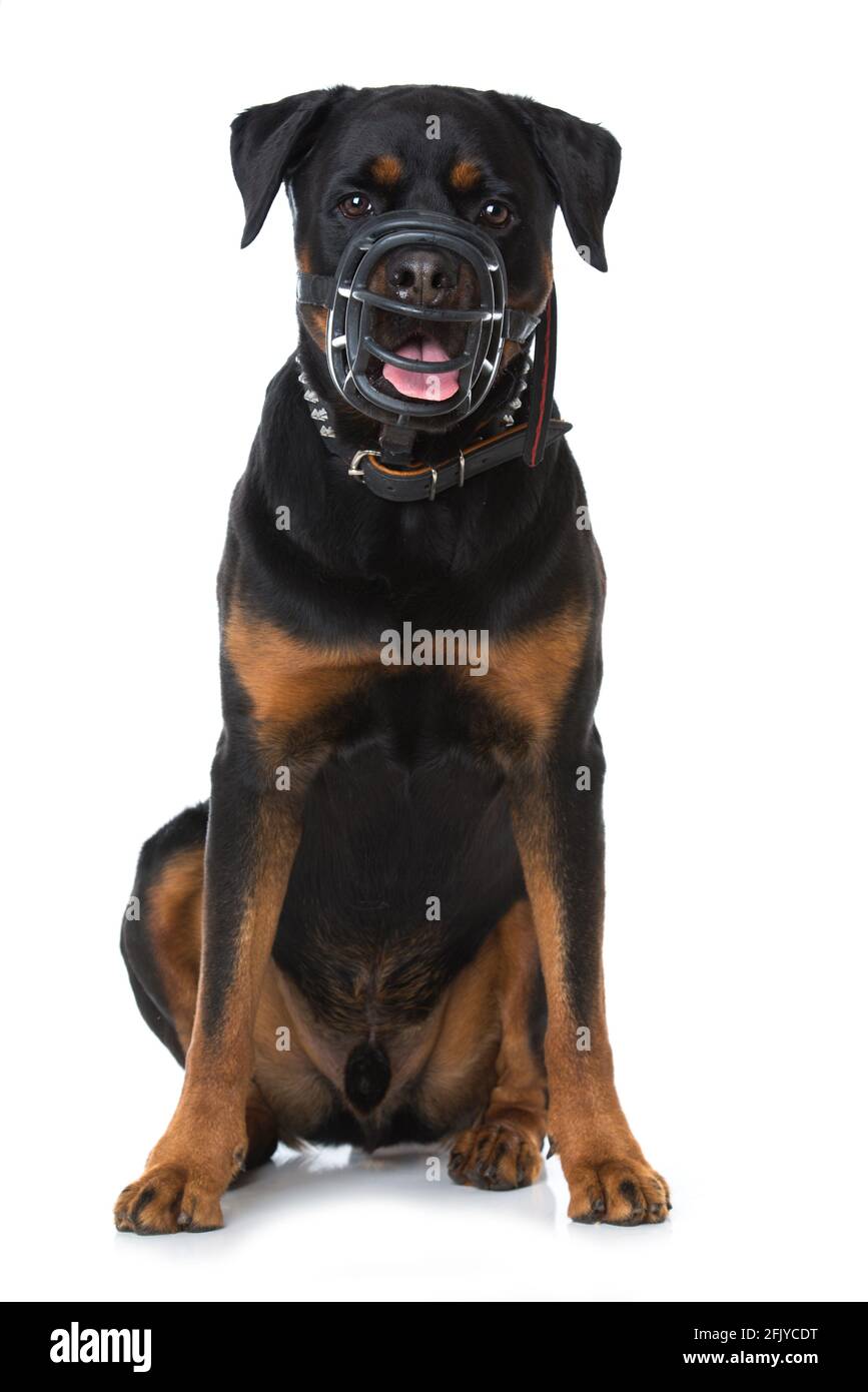 Rottweiler with muzzle hi-res stock photography and images - Alamy