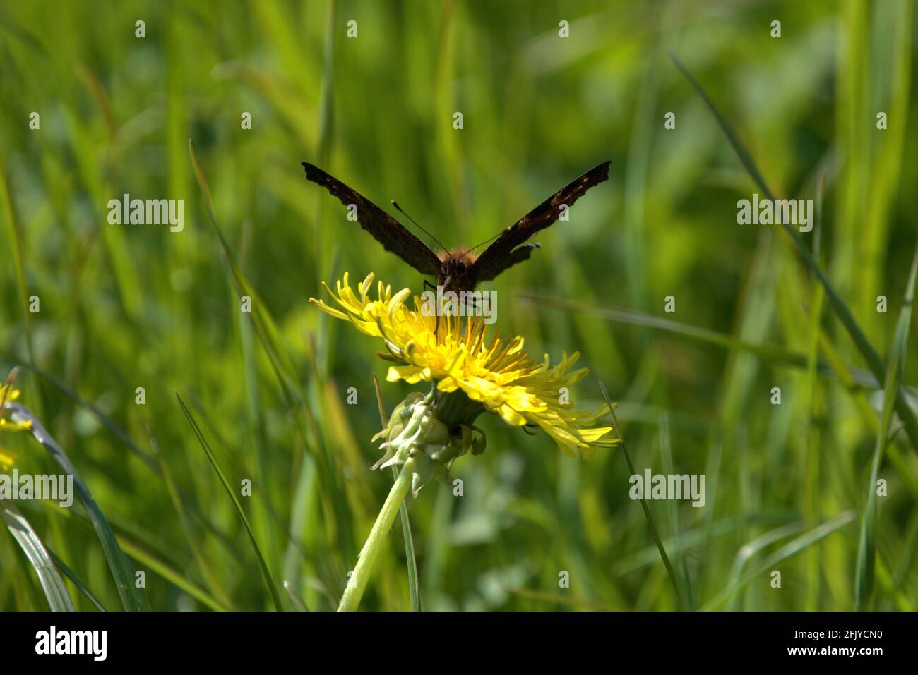 Aglais Io Peacock butterfly is sitting on a yellow dandelion on a ...