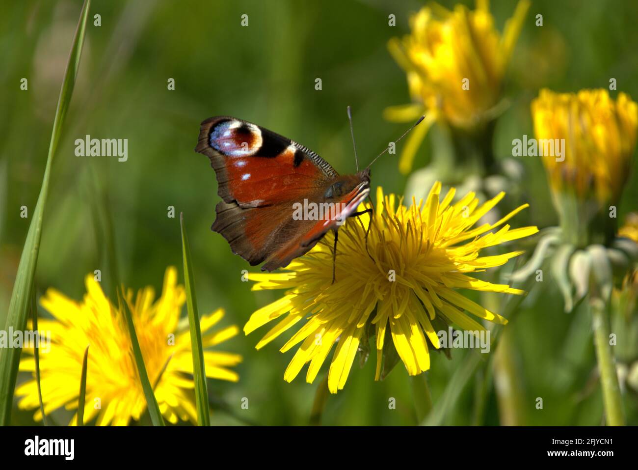 Aglais Io Peacock butterfly is sitting on a yellow dandelion on a ...