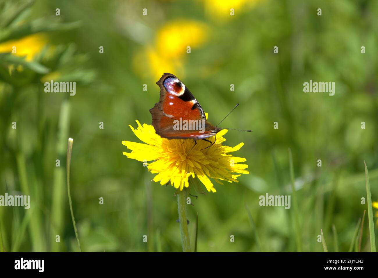 Aglais Io Peacock butterfly is sitting on a yellow dandelion on a ...