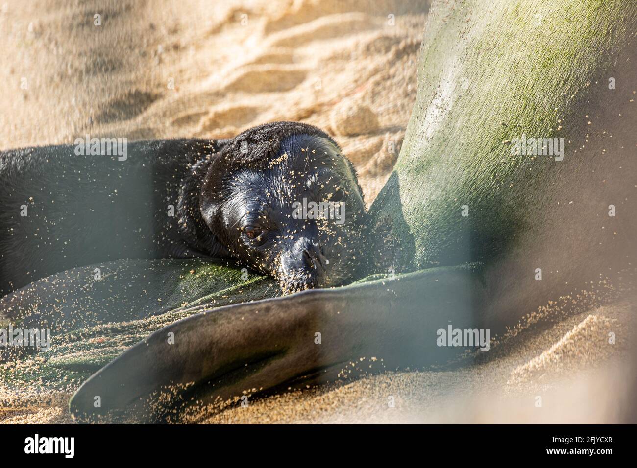 Honolulu, HI, USA. 26th Apr, 2021. Hawaiian Monk Seal, Kaiwi, gives birth on a beach in Waikiki in Honolulu, HI on April, 26, 2021. Hawaiian Monk Seals are an endnagered protected species and the beach area has been closed off to visitors. Credit: Erik Kabik Photography/Media Punch/Alamy Live News Stock Photo