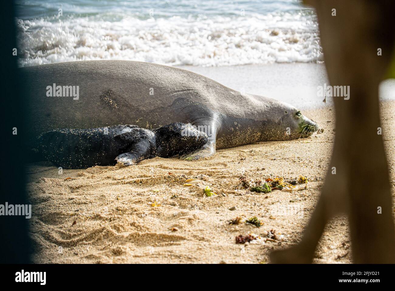 Honolulu, HI, USA. 26th Apr, 2021. Hawaiian Monk Seal, Kaiwi, gives birth on a beach in Waikiki in Honolulu, HI on April, 26, 2021. Hawaiian Monk Seals are an endnagered protected species and the beach area has been closed off to visitors. Credit: Erik Kabik Photography/Media Punch/Alamy Live News Stock Photo