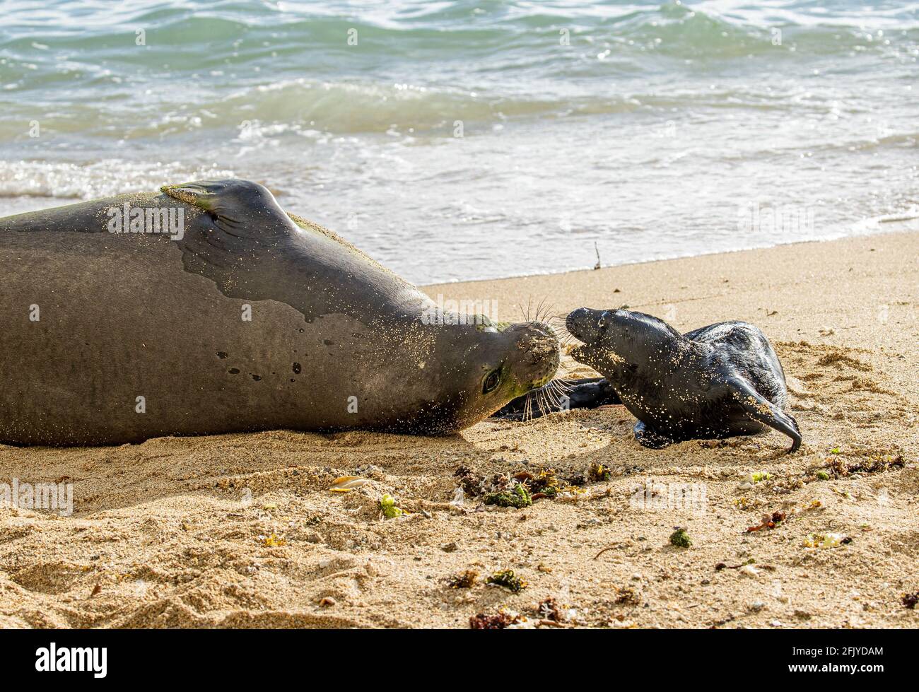 Honolulu, HI, USA. 26th Apr, 2021. Hawaiian Monk Seal, Kaiwi, gives birth on a beach in Waikiki in Honolulu, HI on April, 26, 2021. Hawaiian Monk Seals are an endnagered protected species and the beach area has been closed off to visitors. Credit: Erik Kabik Photography/Media Punch/Alamy Live News Stock Photo