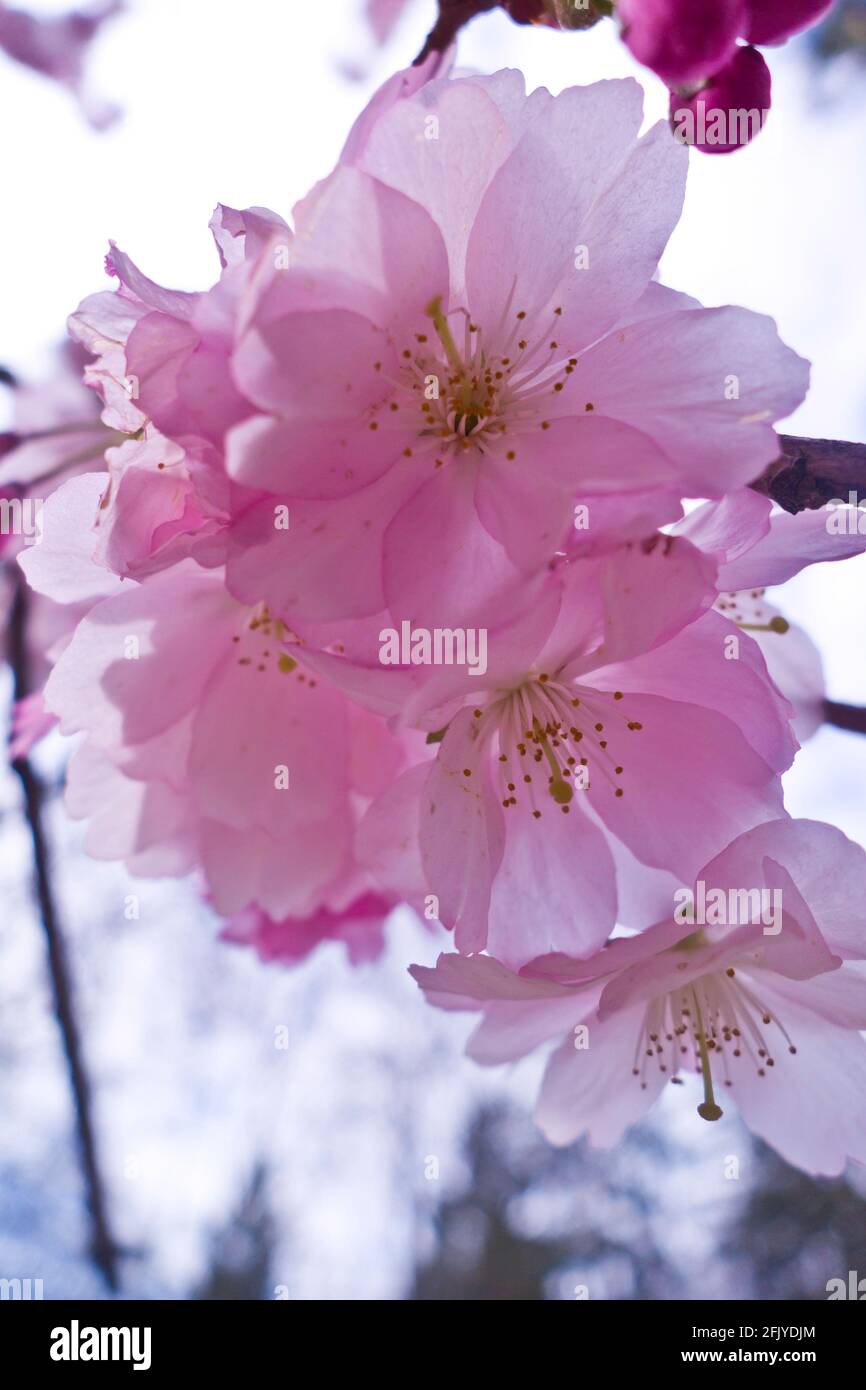 pink cherry flower blossoming in spring Stock Photo