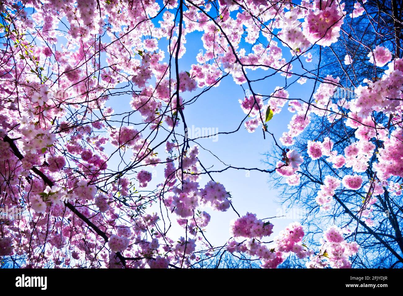 cherry tree in blossom Stock Photo