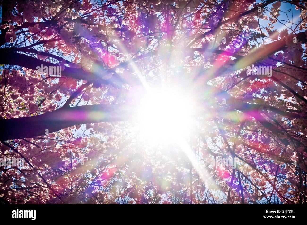 cherry tree blossoming with colorful sun flare effect Stock Photo