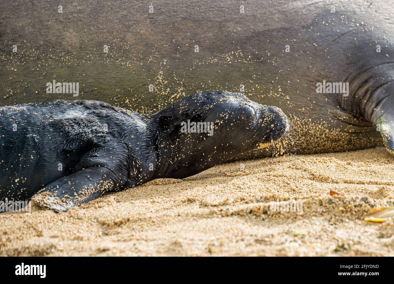 Honolulu, HI, USA. 26th Apr, 2021. Hawaiian Monk Seal, Kaiwi, gives birth on a beach in Waikiki in Honolulu, HI on April, 26, 2021. Hawaiian Monk Seals are an endnagered protected species and the beach area has been closed off to visitors. Credit: Erik Kabik Photography/Media Punch/Alamy Live News Stock Photo