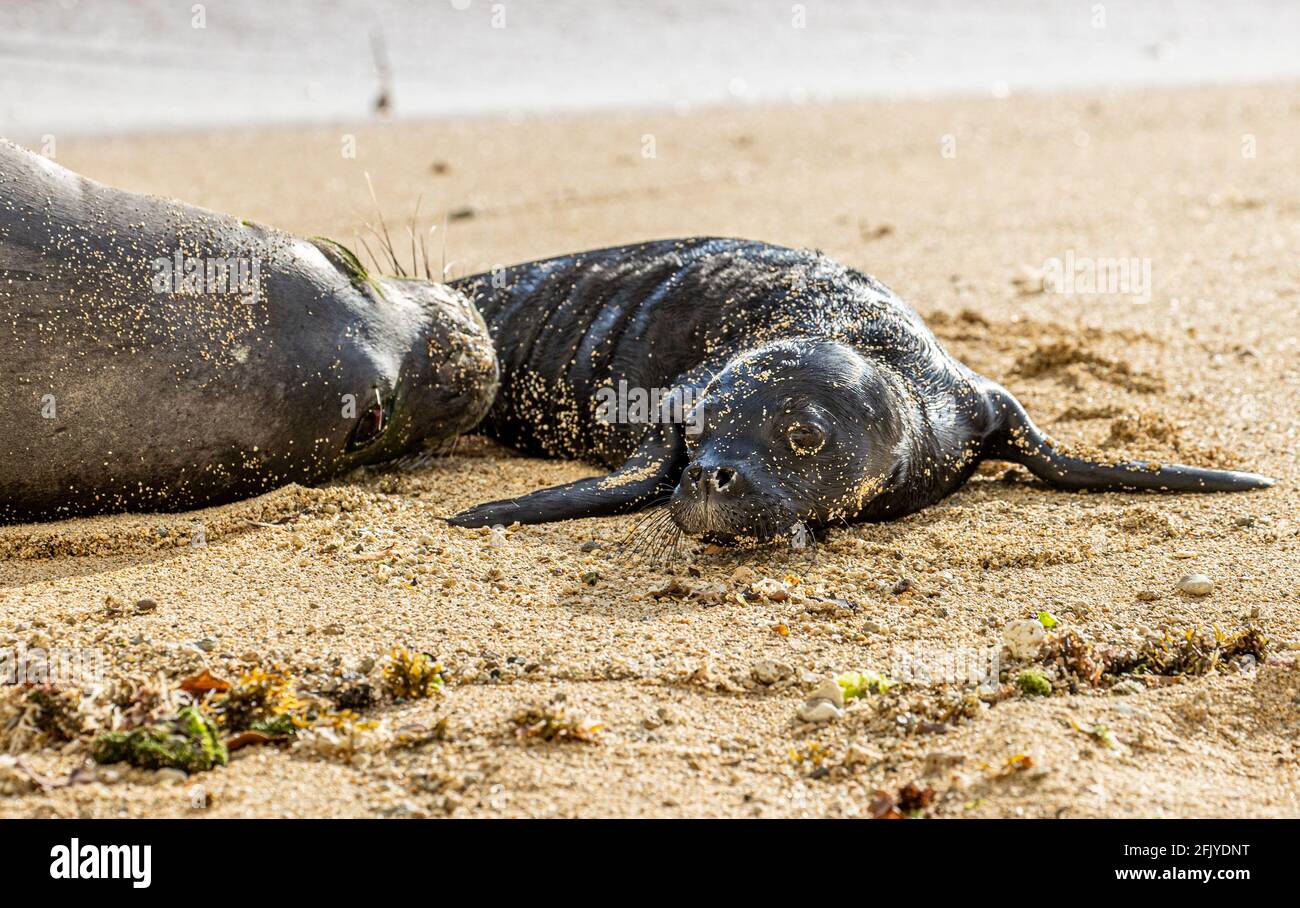 Honolulu, HI, USA. 26th Apr, 2021. Hawaiian Monk Seal, Kaiwi, gives birth on a beach in Waikiki in Honolulu, HI on April, 26, 2021. Hawaiian Monk Seals are an endnagered protected species and the beach area has been closed off to visitors. Credit: Erik Kabik Photography/Media Punch/Alamy Live News Stock Photo