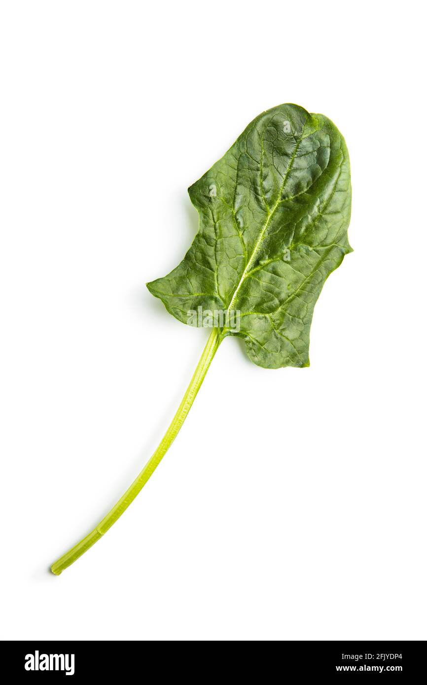 Green spinach leaf isolated on white background. Stock Photo