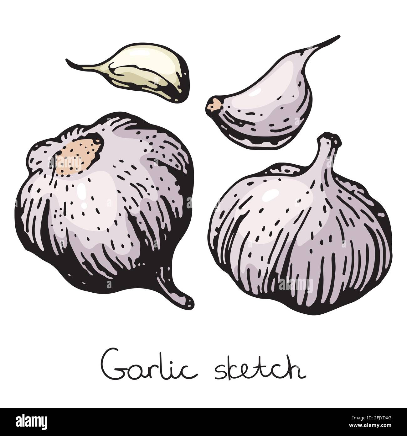Garlic sketch illustration Vector hand drawn set of garlic Stock Vector