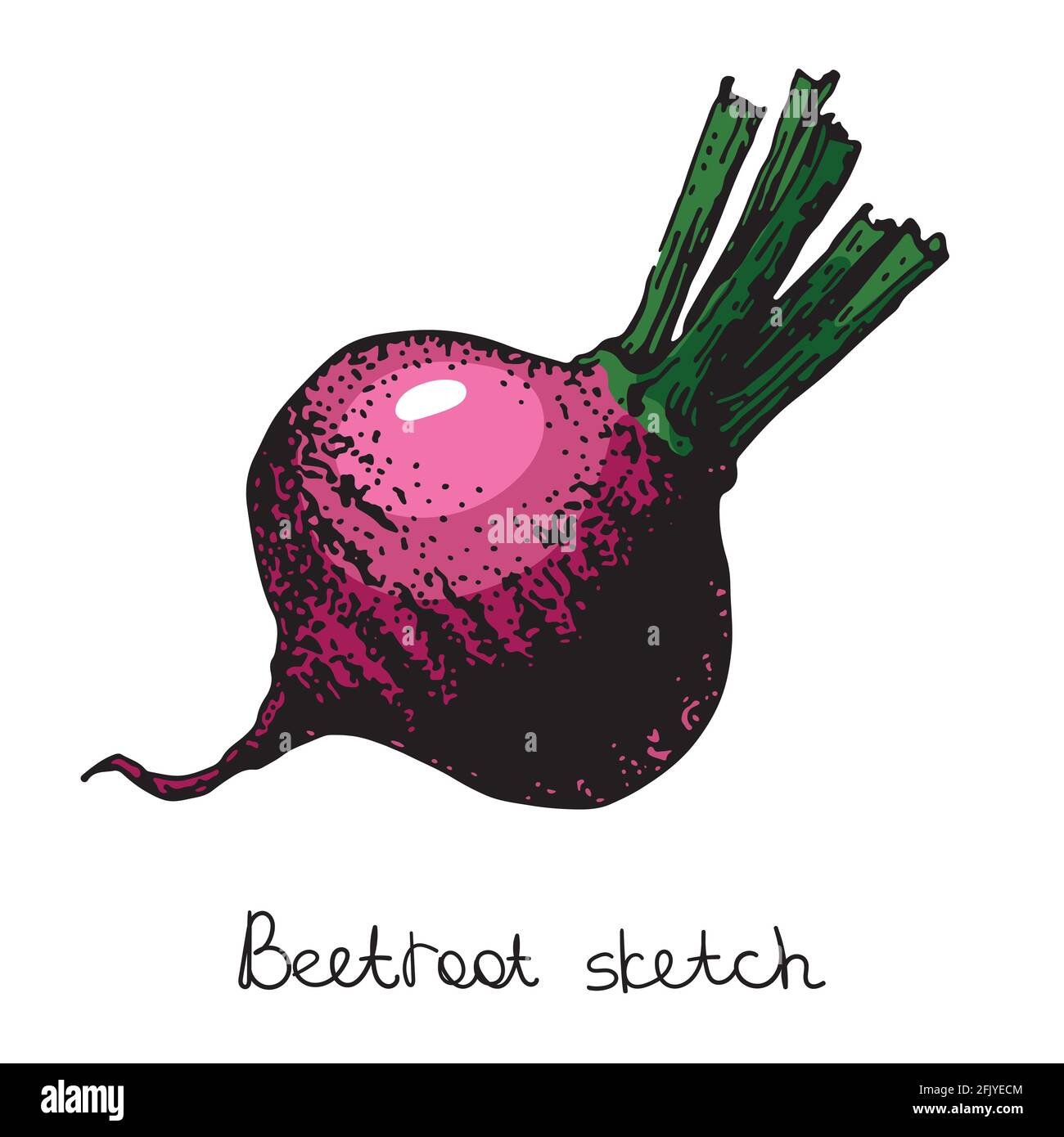 beetroot sketch, color vector illustration. isolated on a white background. Stock Vector