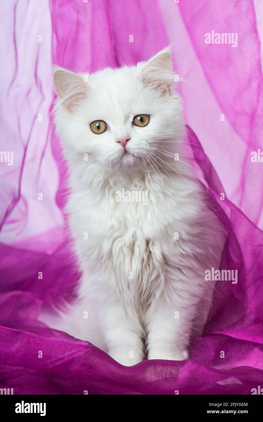 Young persian cat on a pink blanket Stock Photo - Alamy