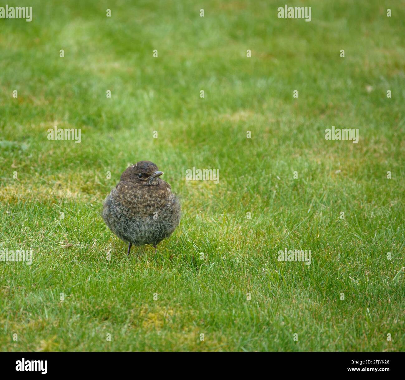 a fledgling blackbird (turdus merula) learning to hunt worms on the green grass lawn Stock Photo