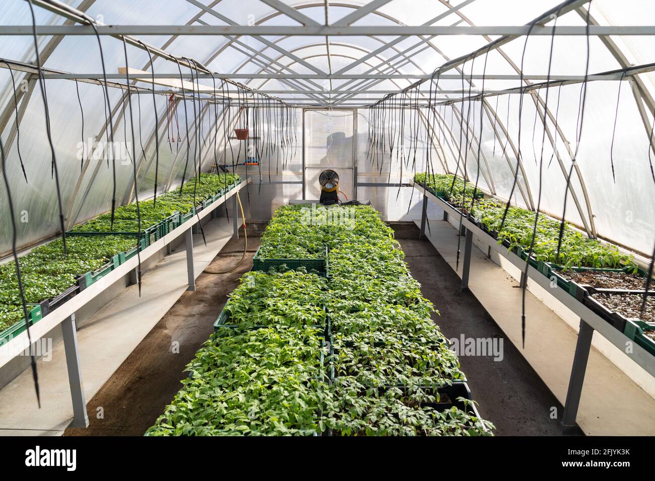 Greenhouse business: vegetables seedling in plant nursery. Tomatoes growing in glasshouse for market Stock Photo