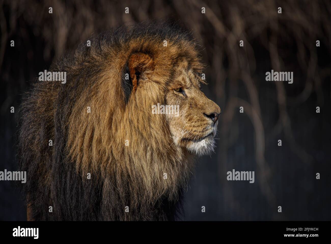 Powerful lion hi-res stock photography and images - Alamy