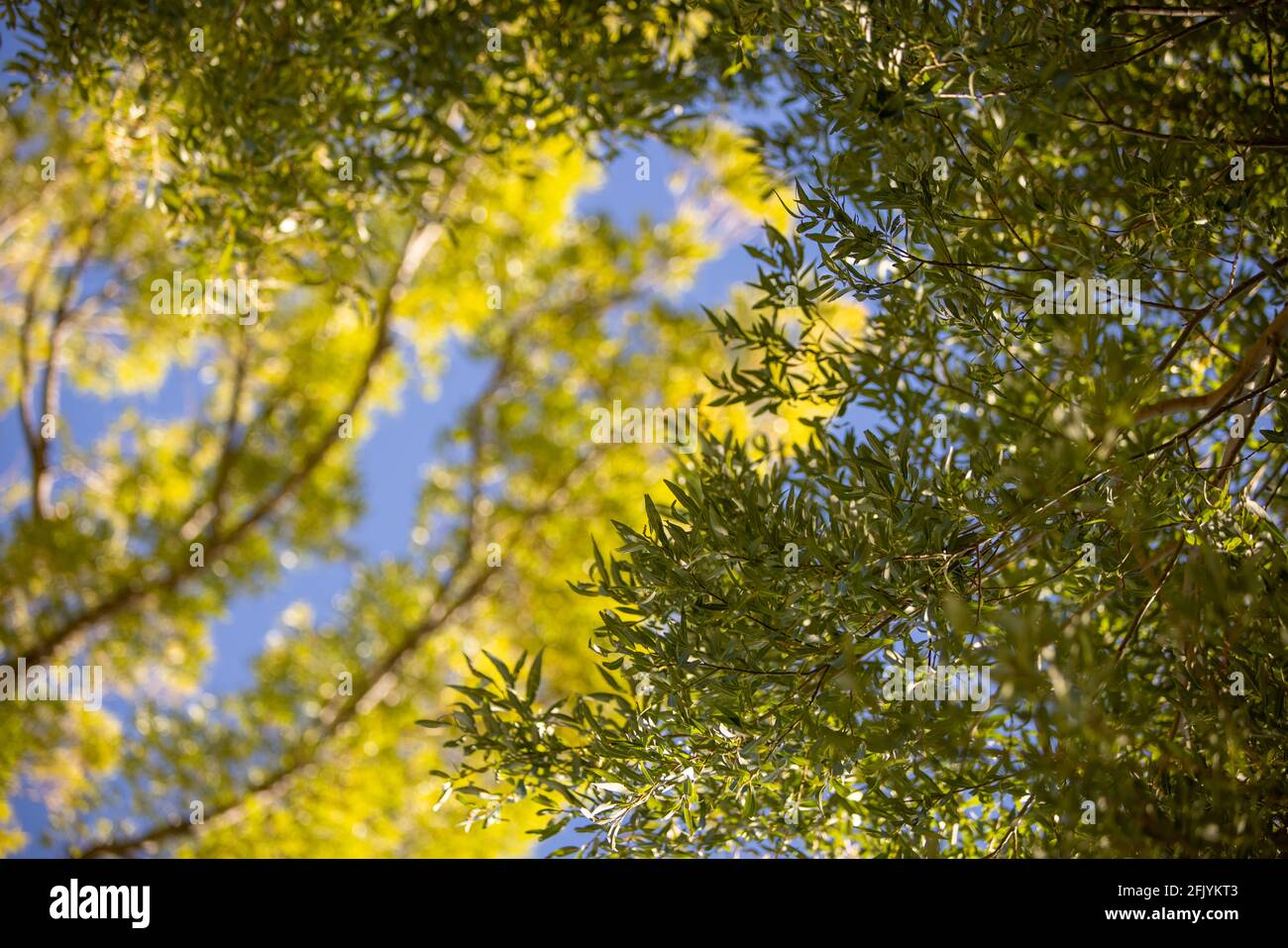 Looking Up at Lush Foliage with Blue Sky Stock Photo