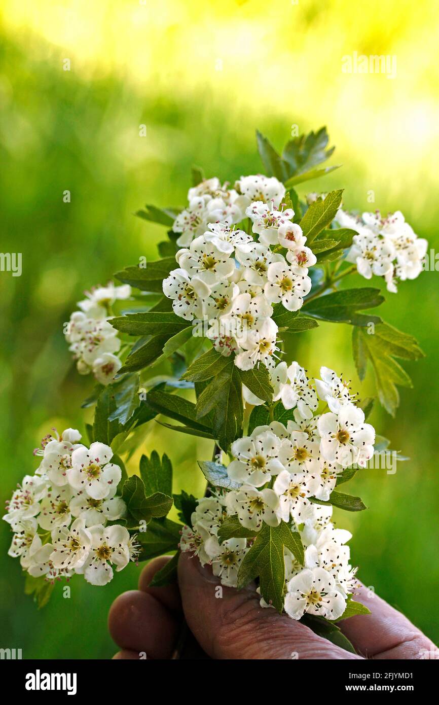 Flowers of hawthorn. Crataegus monogyna. Stock Photo