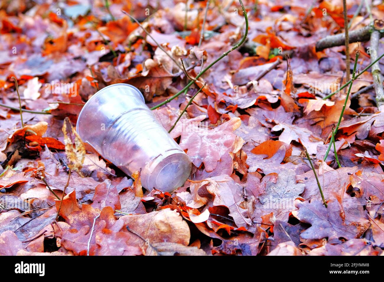 Plastic cup lying around in coniferous forest. Environmental pollution by household waste. Сoncept of garbage problems and recycling. Stock Photo