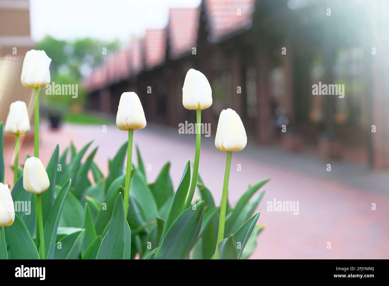 Spring flowers. Tulips with white petals is blooming in city. Romantic background of nature. Landscaping and decoration in spring season. Stock Photo
