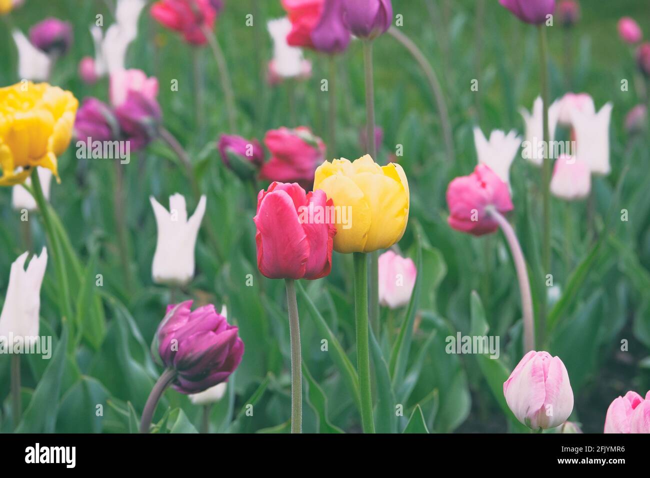 Tulips blooming with colorful petals signaling spring has come. Spring background of nature for Womens Day. Closeup. Toned image. Stock Photo