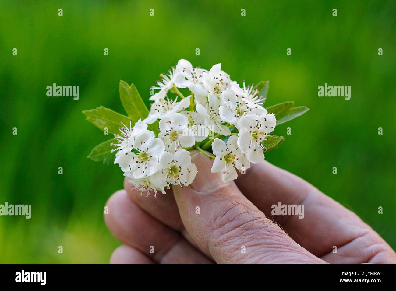 Flowers of hawthorn. Crataegus monogyna. Stock Photo