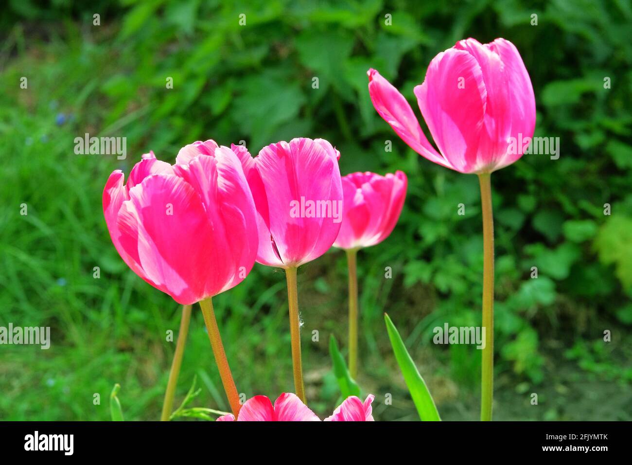 Tulips blooming with colorful petals. Spring background of nature for Womens Day. Pink romance landscape, closeup. Stock Photo