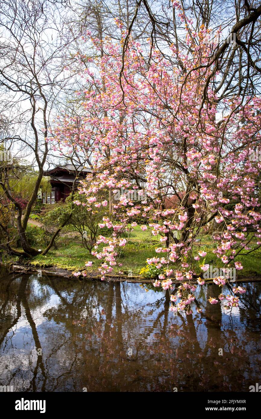 blossoming cherry tree in the Japanese garden in Leverkusen, North Rhine-Westphalia, Germany.  bluehender Kirschbaum im Japanischen Garten in Leverkus Stock Photo