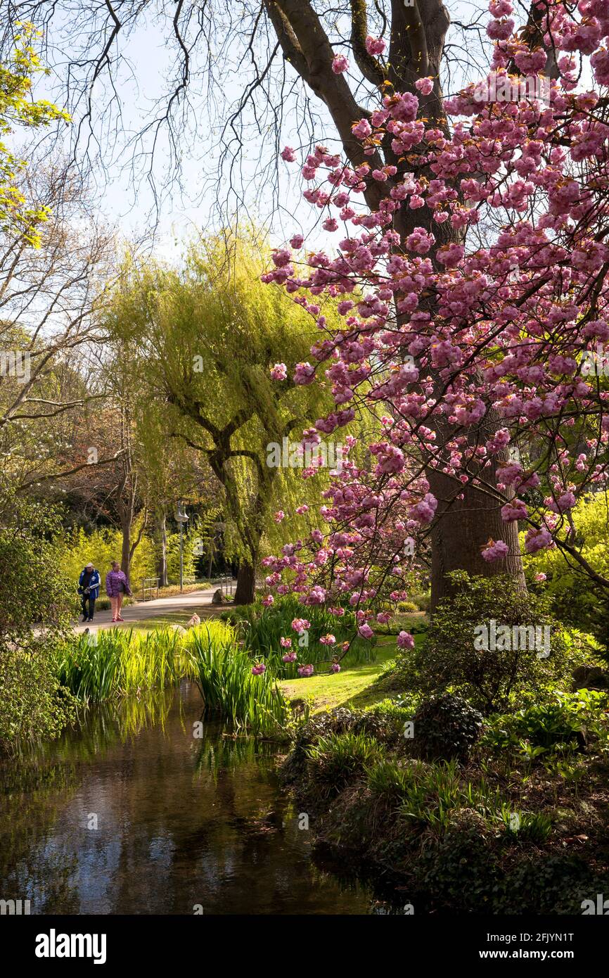 blossoming cherry tree in the Japanese garden in Leverkusen, North Rhine-Westphalia, Germany.  bluehender Kirschbaum im Japanischen Garten in Leverkus Stock Photo