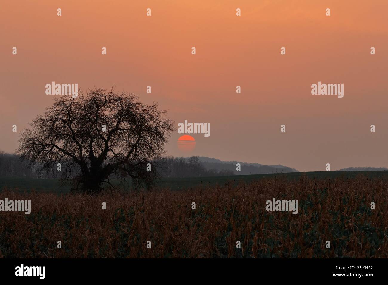 sunset with a tree silhouette Stock Photo - Alamy