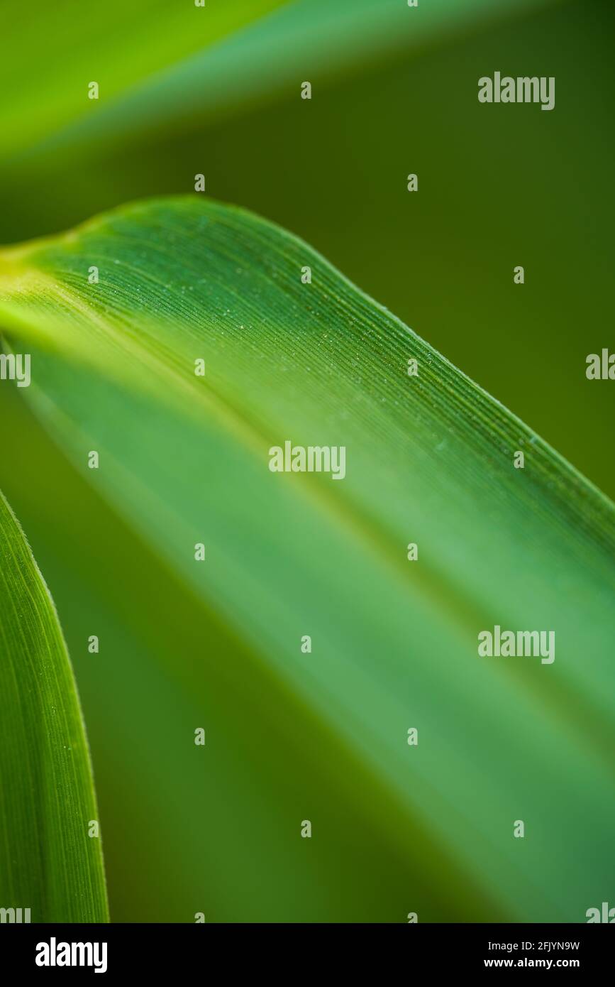 Macro texture of a bamboo leaf Stock Photo