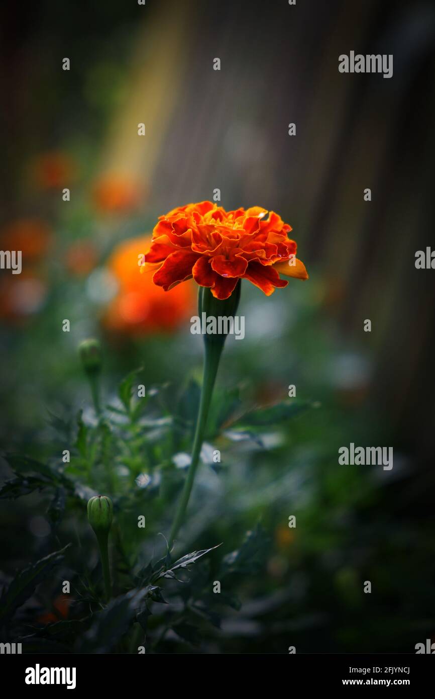 Single flower of marigold, close-up. A bright flower with dew on the petals. Vignette. Stock Photo