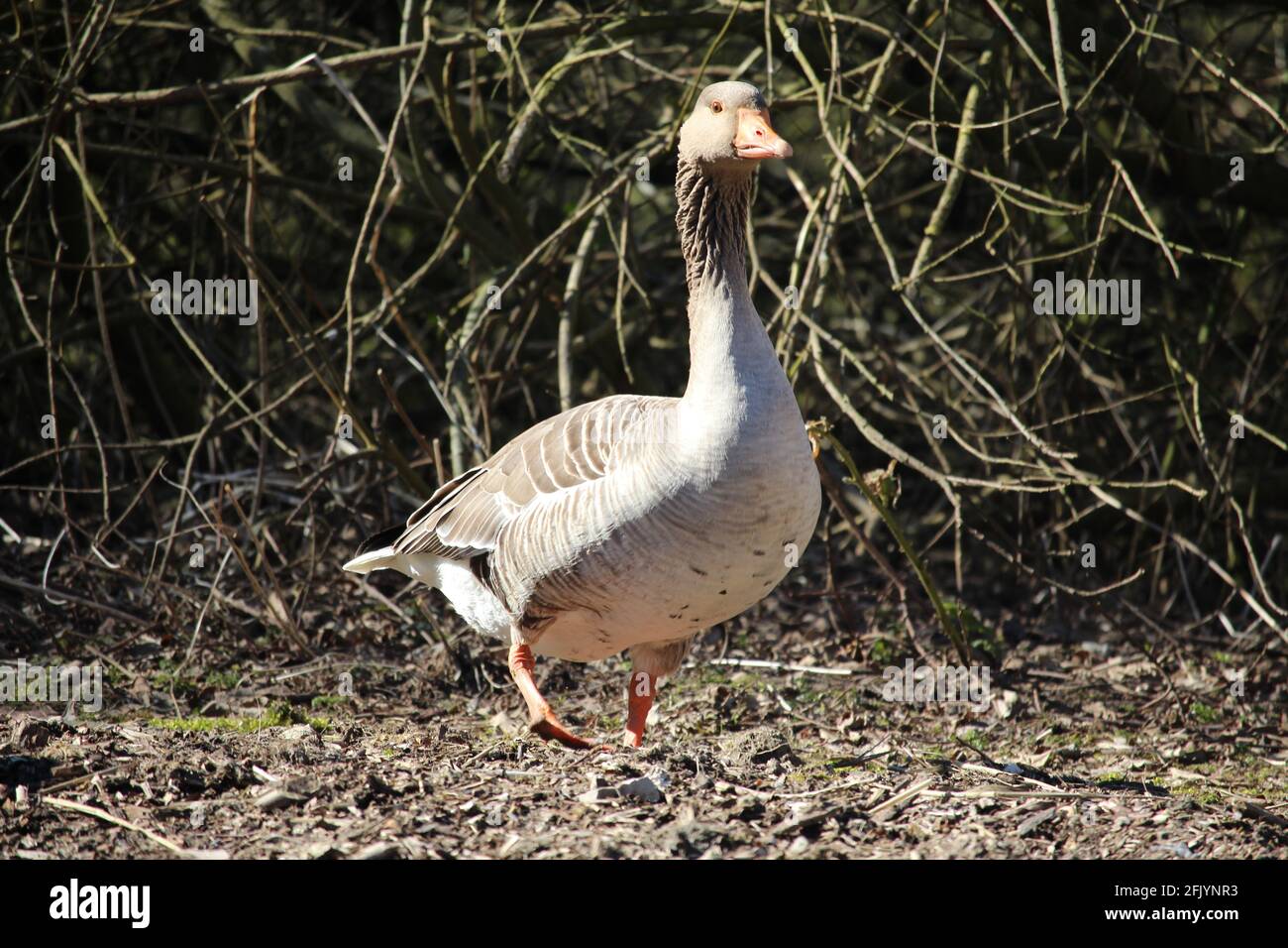 Different species of birds that were photographed by me in nature. Verschiedene Vogelarten die in der Natur von mir fotografiert wurden. Stock Photo