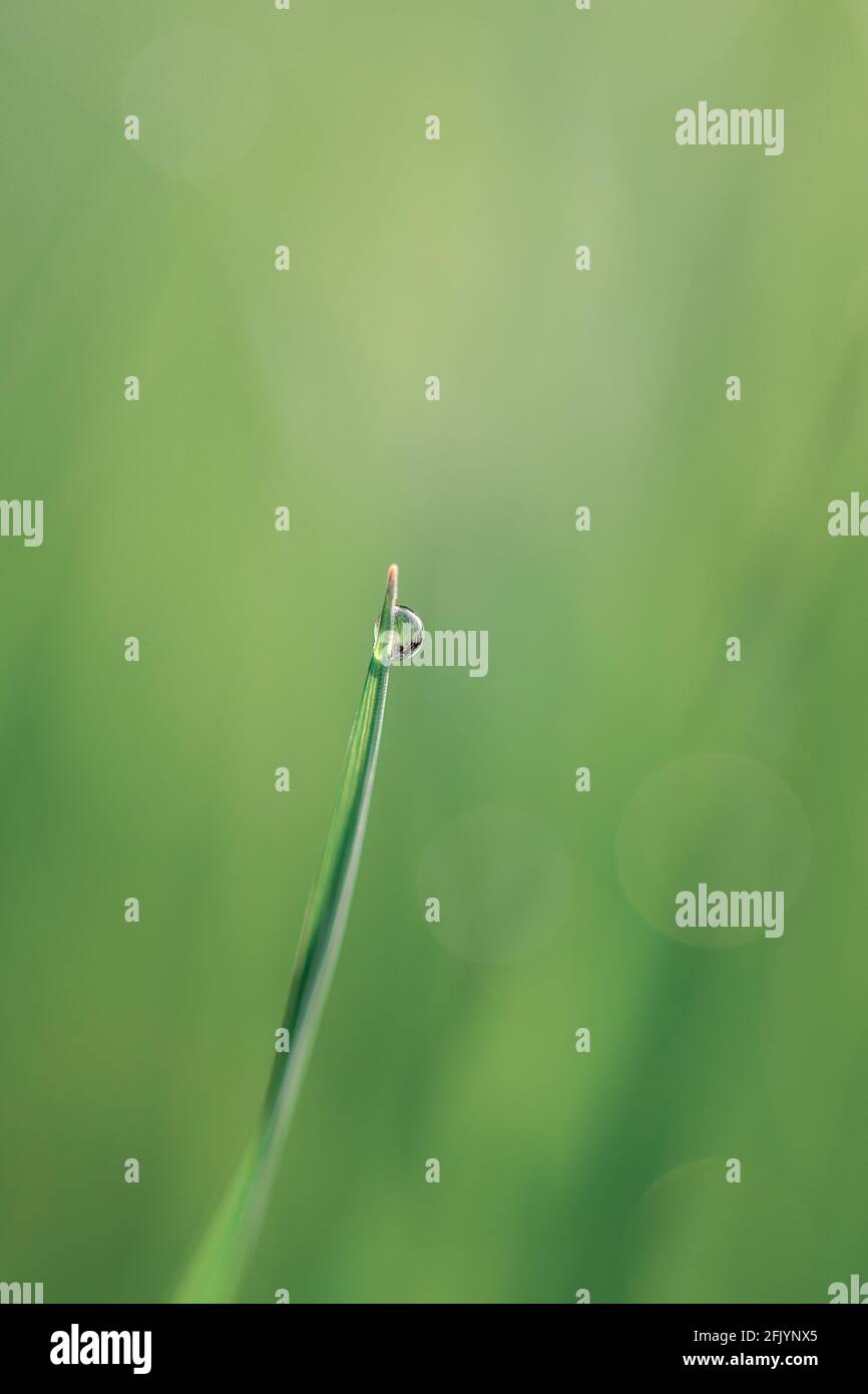close-up of dewdrops on grass Stock Photo