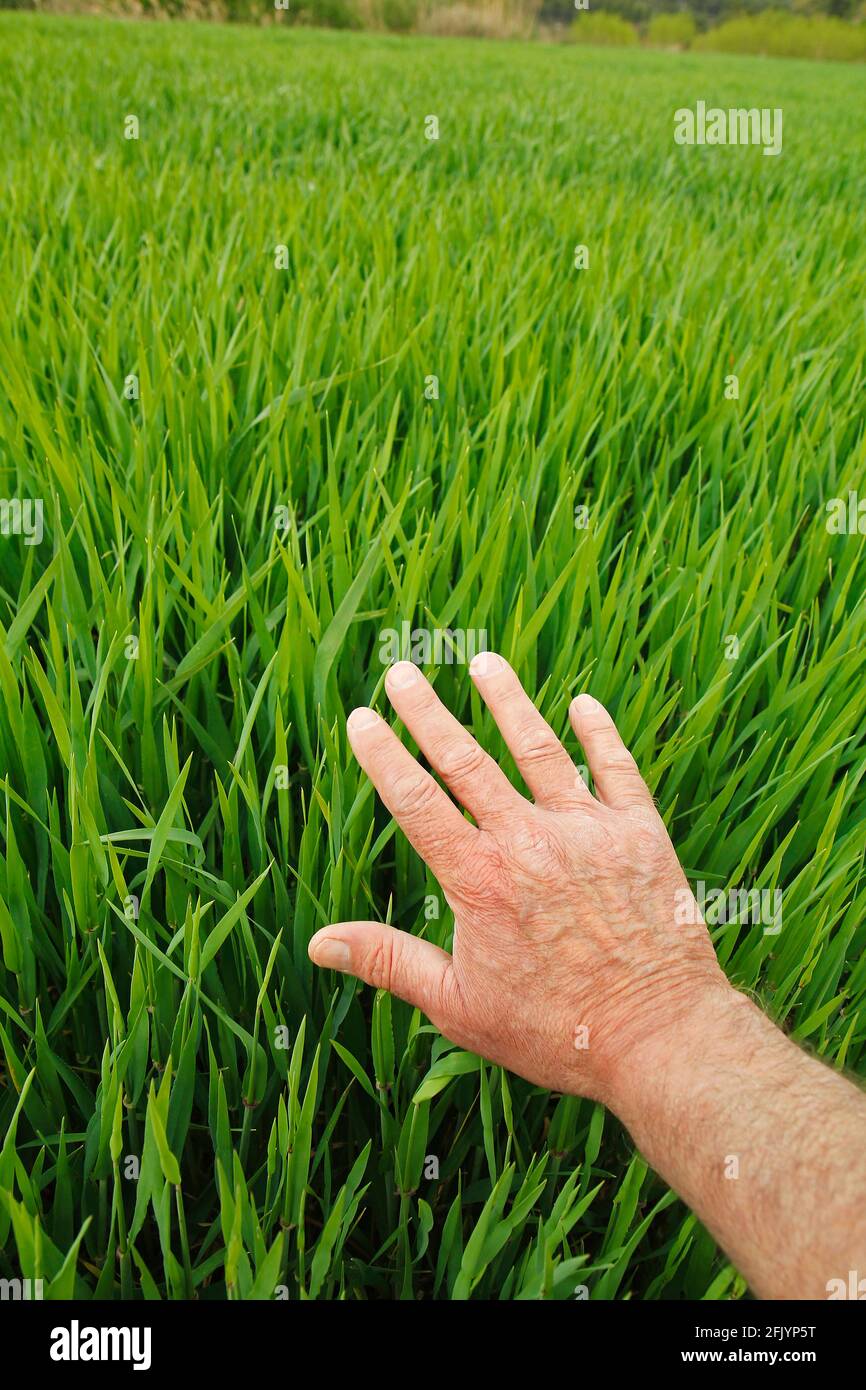 Hand touching grass stock photo. Image of stem, growing - 39121604