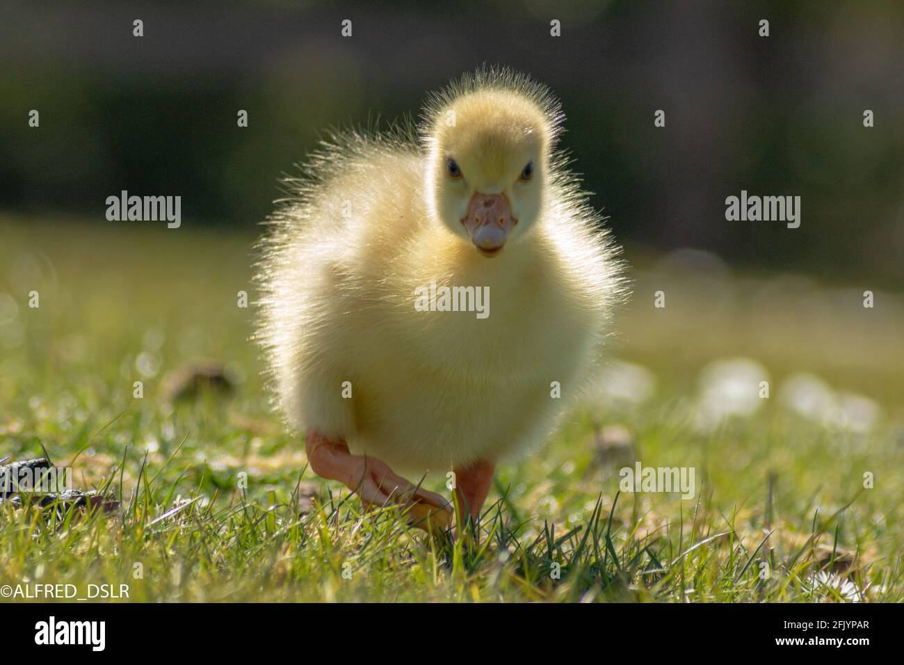 Greylag goose chick at Hanningfield Resivour Stock Photo
