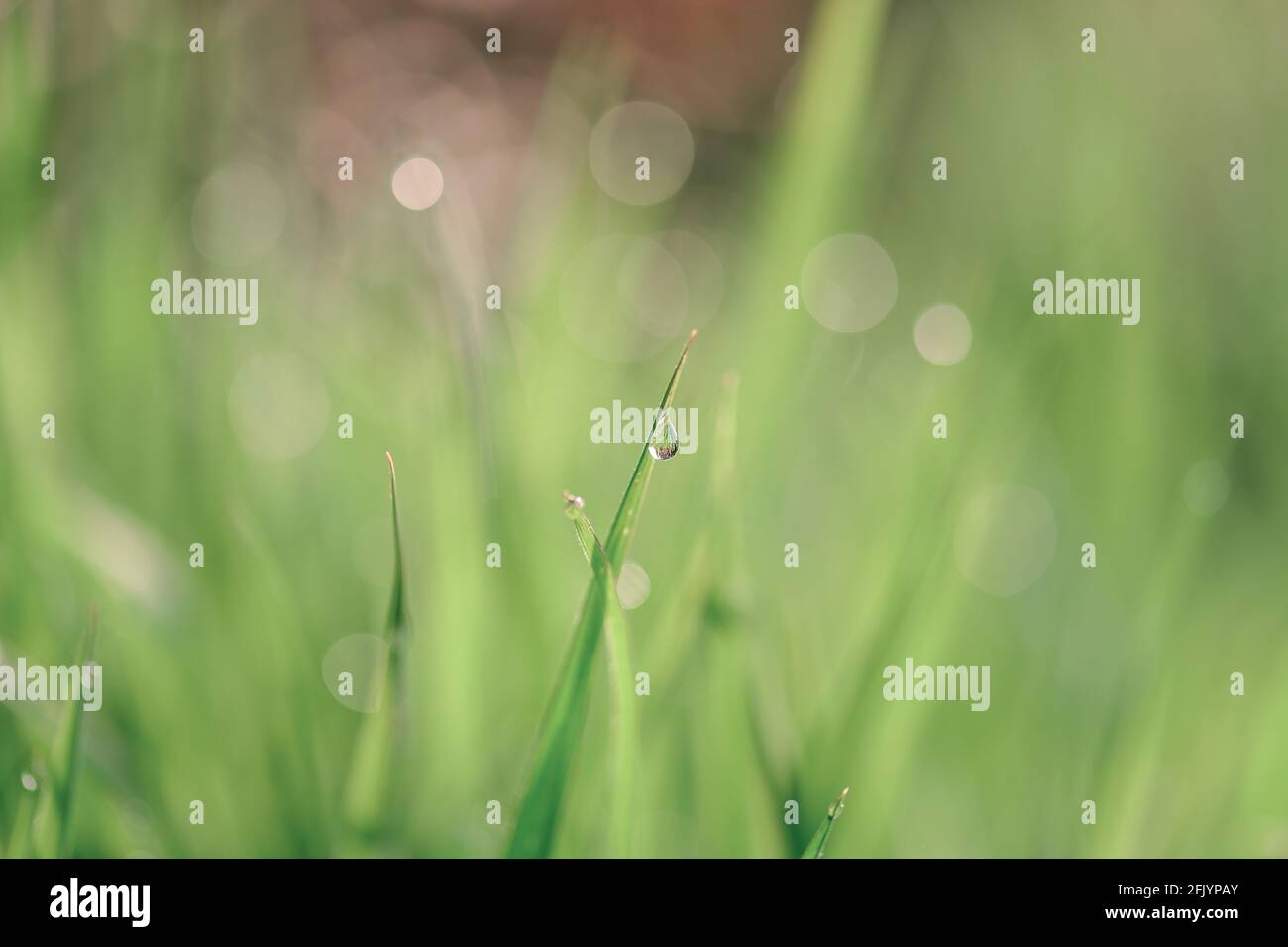 close-up of dewdrops on grass Stock Photo