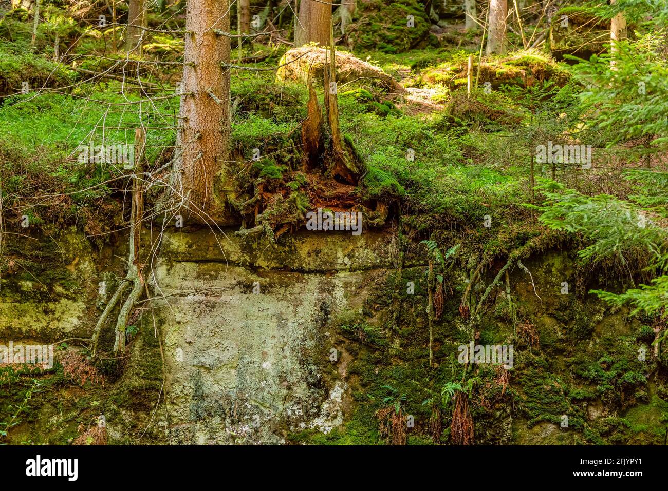 Roots of trees which grows on a stones in a deep forest in table ...
