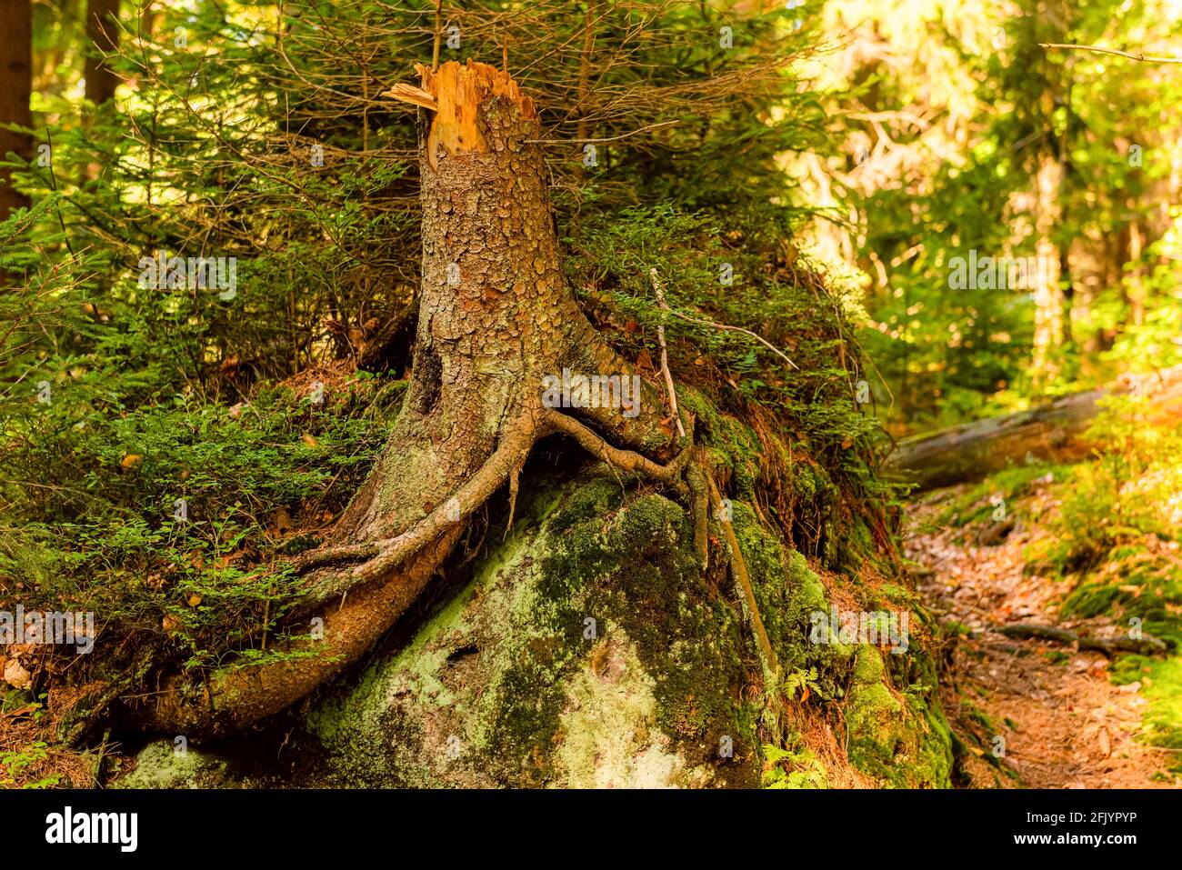 Roots of trees which grows on a stones in a deep forest in table ...