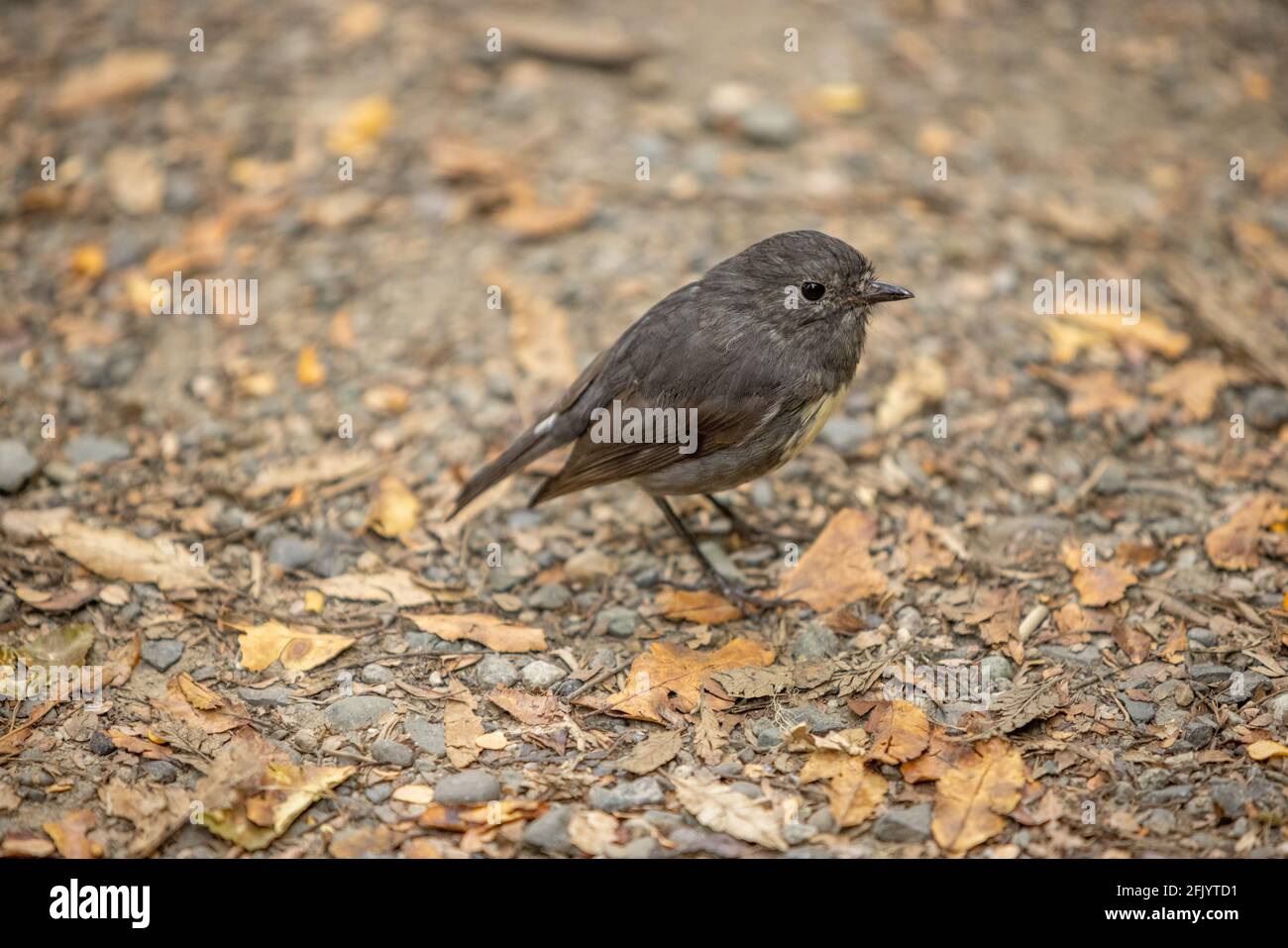 South Island Robin or Toutouwai, an Endemic New Zealand Forest bird sitting on the Forest Floor, South Island New Zealand Stock Photo