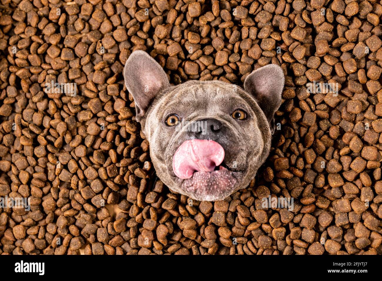 french bulldog biscuits