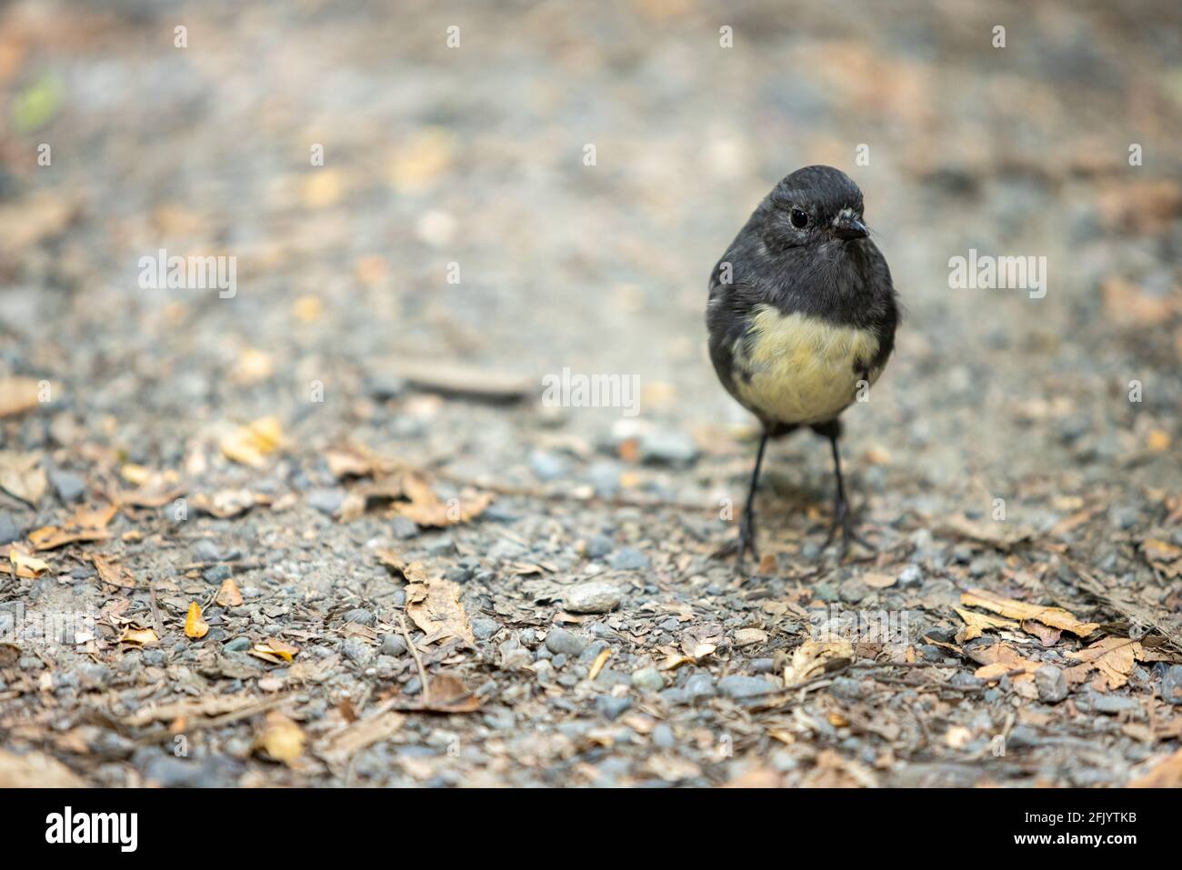 South Island Robin or Toutouwai, an Endemic New Zealand Forest bird standing on the track running through the forest Stock Photo