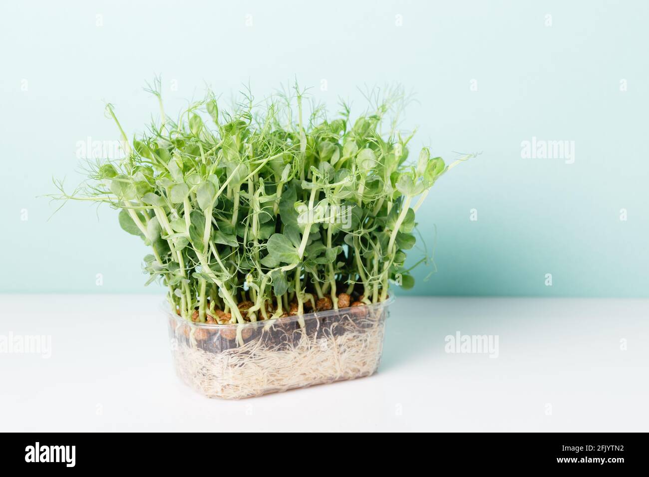 Peas Sprouting Micro greens and celery on blue background Stock Photo
