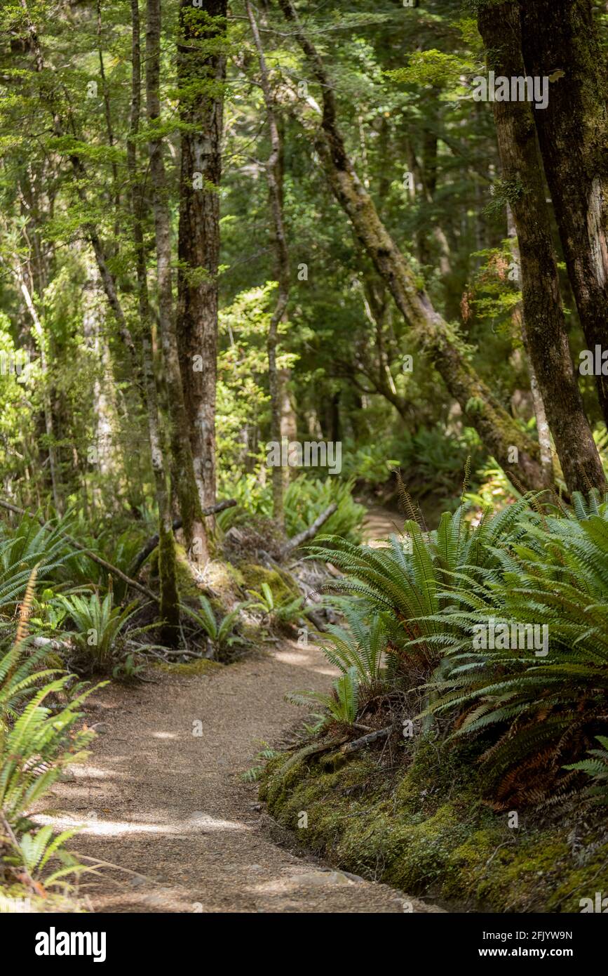 Track through Lush New Zealand Bush or Forest. Great Walk, the Kepler Track, Te Anau, South Island New Zealand Stock Photo