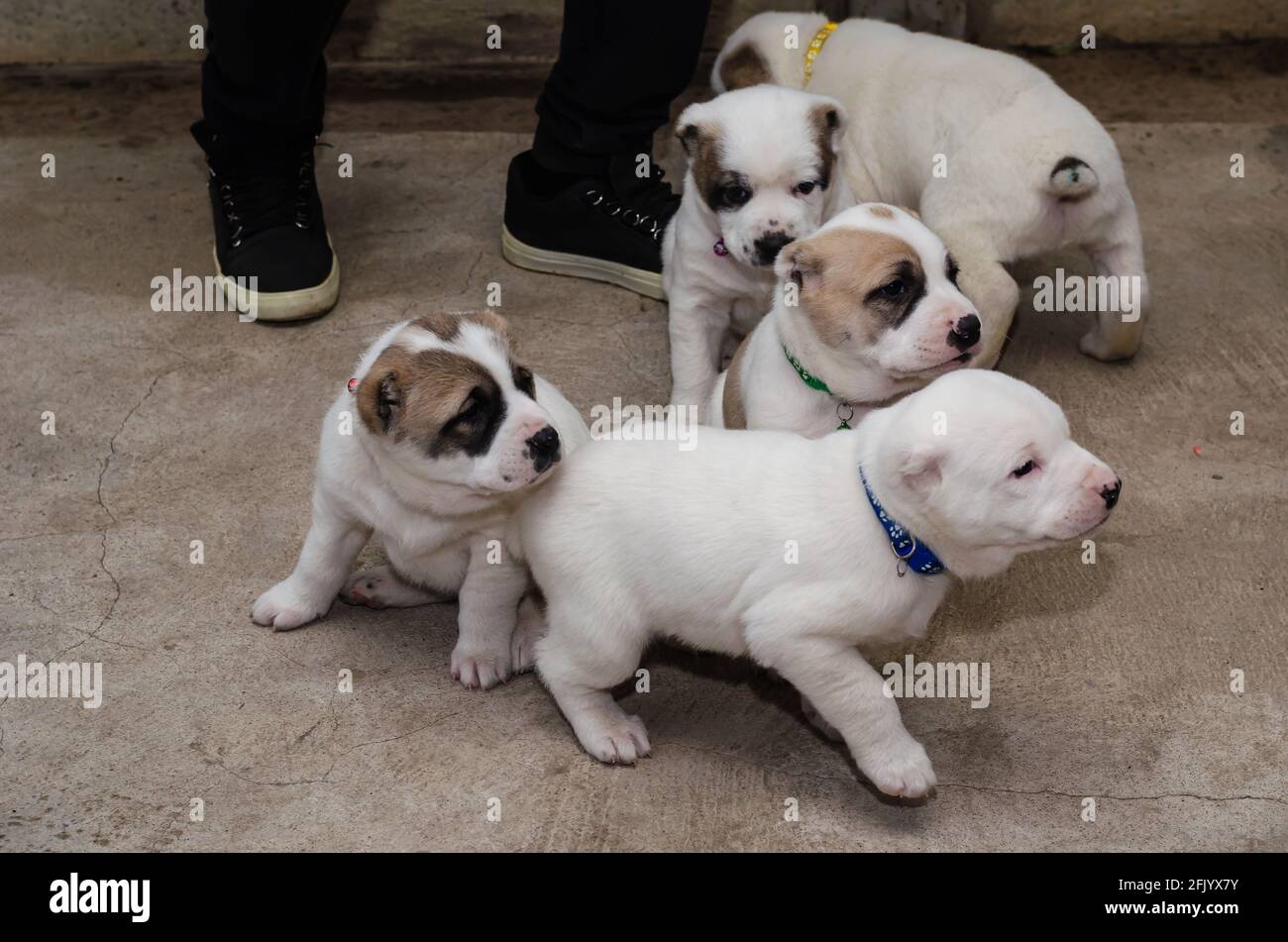 Puppies of a Central Asian shepherd or Alabai. Three-month-old dogs playing  with each other on the concrete floor. Turkmen Alabai or Tobet, a breed of  Stock Photo - Alamy