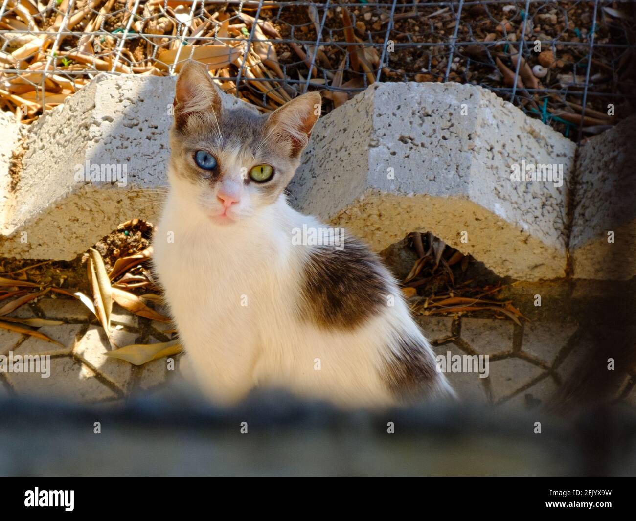 Cat with complete heterochromia, one blue and one yellow eye, Greece Stock Photo