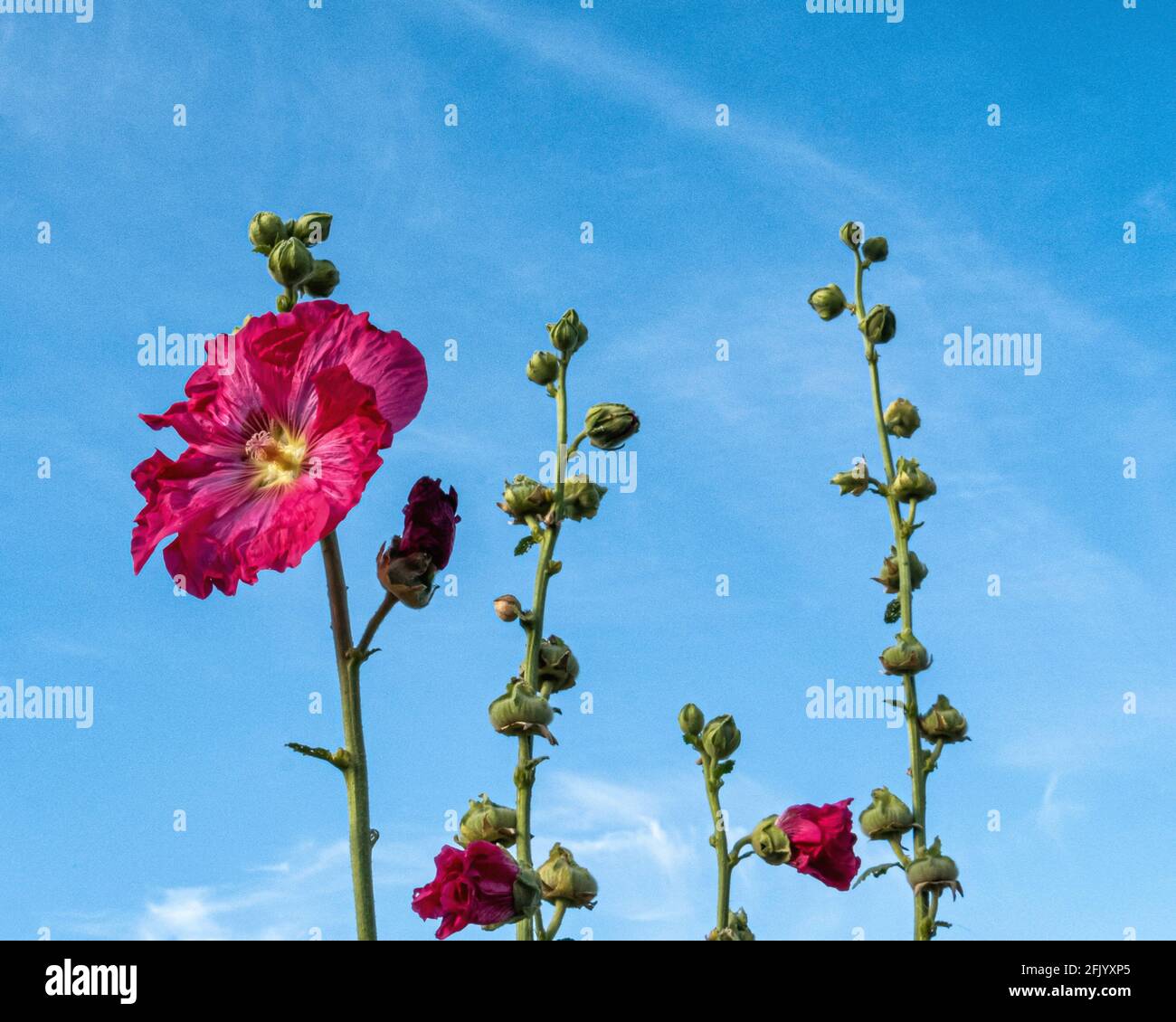 Pink Hollyhock Flower, Alcea, against a bue sky. Mallow family, Malvaceae Stock Photo