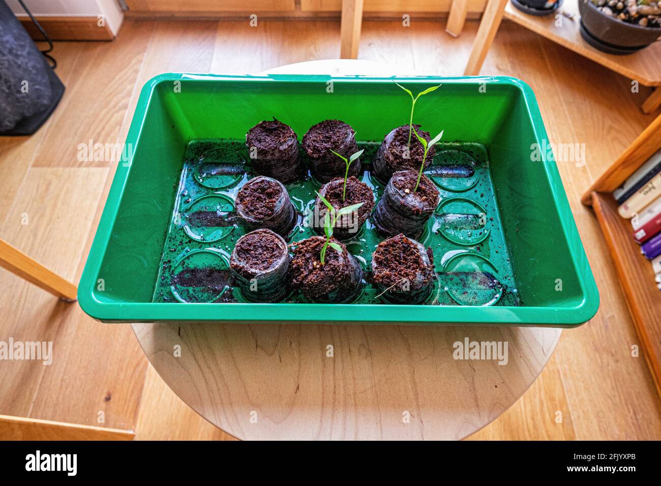 Little chilli plants. Growing chilli plants indoors using peat pellets