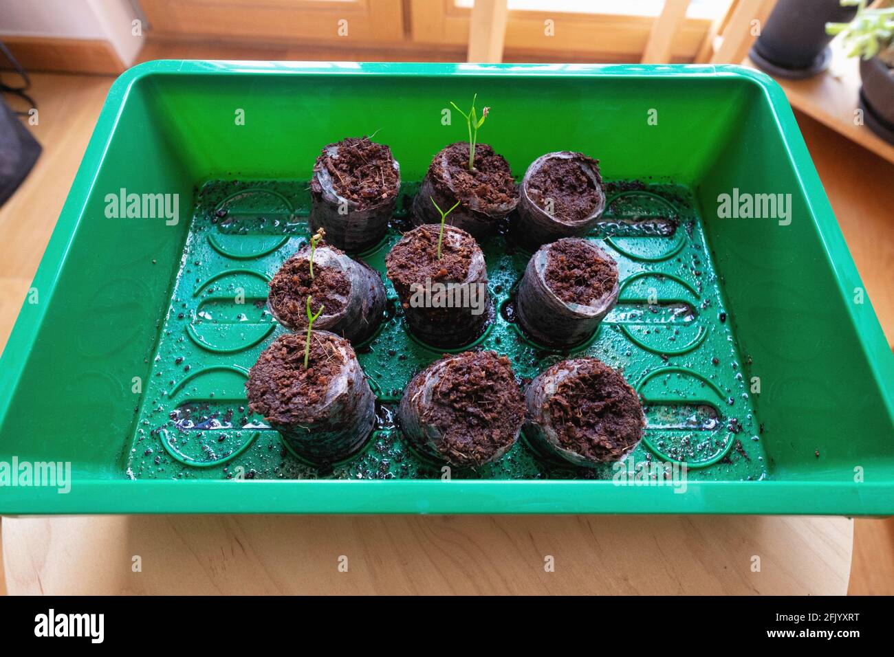 euro plant tray eg Euro Tray Sprouter – Sproutpeople
