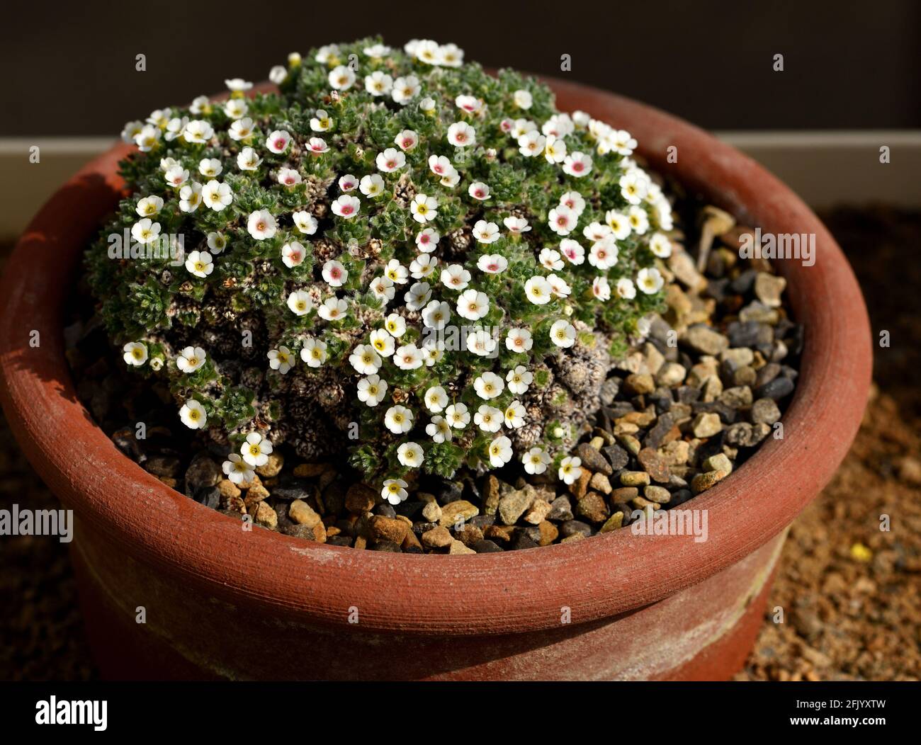 Closeup of the flowers of Androsace Selago. Stock Photo